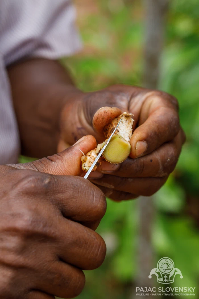 Cutting into fresh ginger root