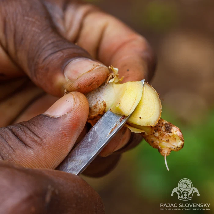 A sliver of ginger offered on the knife blade