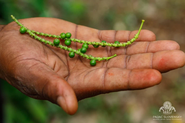 A strand of green peppercorns laid across a hand
