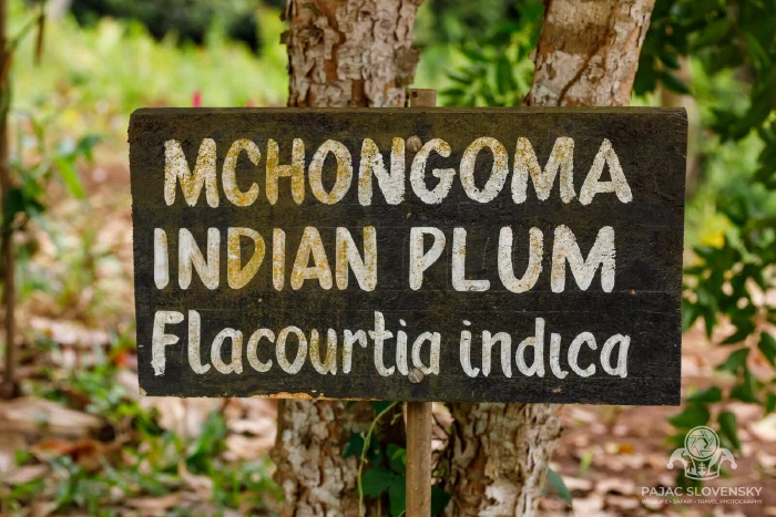 Hand-painted sign for Indian plum — mchongoma