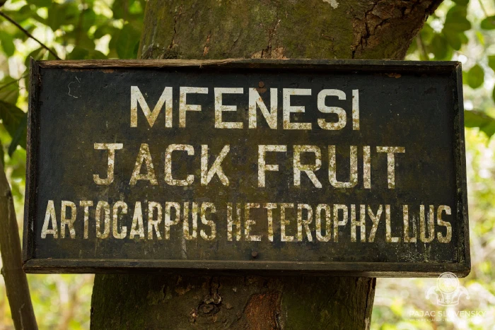 Hand-painted sign for jackfruit — mfenesi