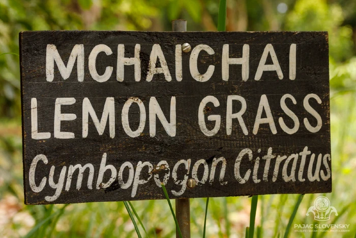 Hand-painted sign for lemon grass — mchaichai