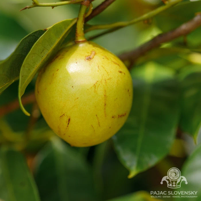 A nutmeg fruit hanging pale and round among the leaves
