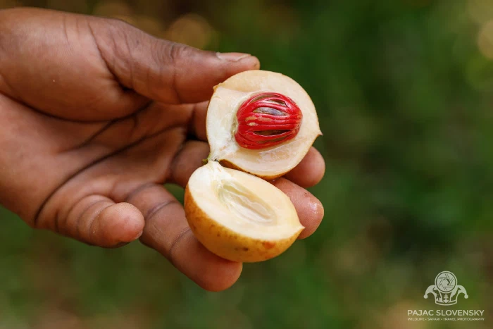 Half a nutmeg fruit showing seed and scarlet mace