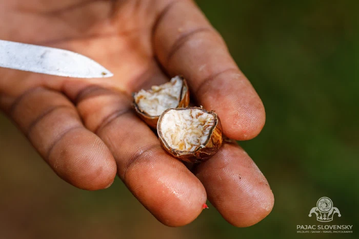 The polished nutmeg seed freed from its mace