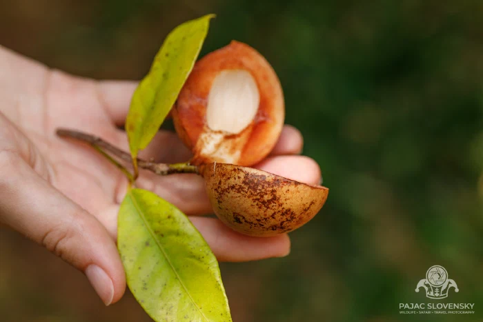 The Island That Smells of Cloves: A Morning on a Zanzibar Spice Farm
