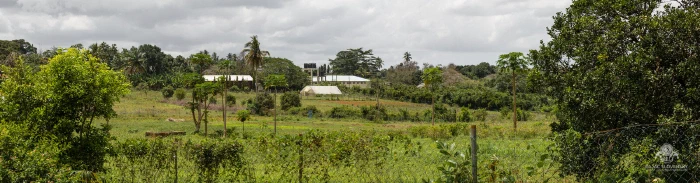 Panorama across the green plots of the Dole spice farm