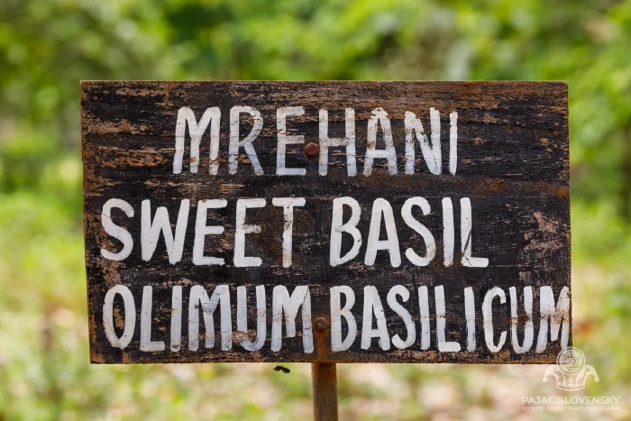 Hand-painted sign for sweet basil — mrehani