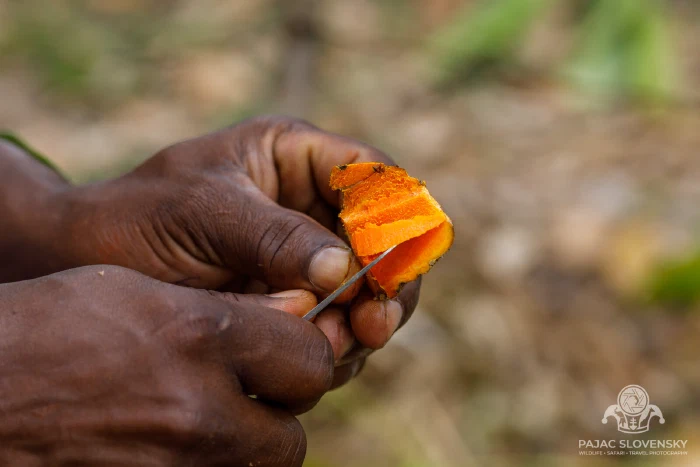Turmeric staining the guide's fingertips orange