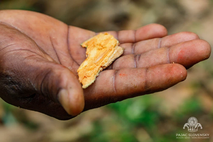 A broken turmeric root glowing orange in the palm
