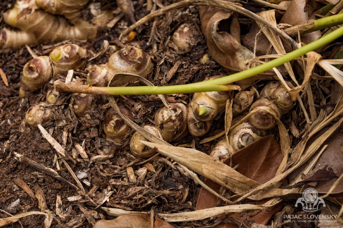 Turmeric rhizomes unearthed on the forest floor