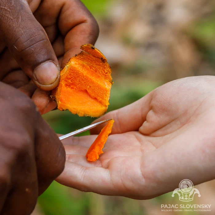 The vivid orange of fresh-cut turmeric