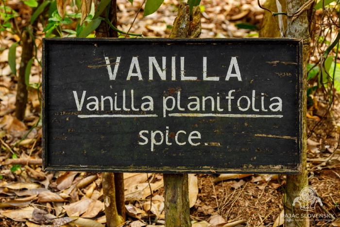 Hand-painted sign for vanilla, Vanilla planifolia