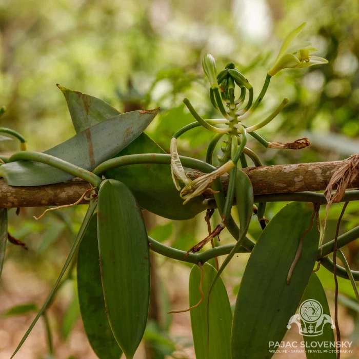 Vanilla orchid vines climbing their host tree