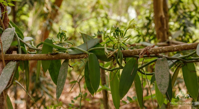 A panorama of vanilla vines strung through the plantation